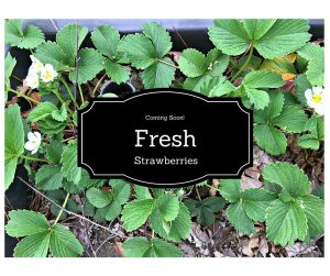 Fresh Strawberries www.chathamhillonthelake.com